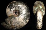 аммонит Funiferites patruus