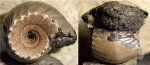 аммонит Erymnoceras doliforme