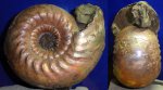 cadoceras