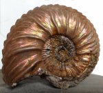Quenstedtoceras flexicostatum