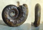 аммонит Brightia sp.