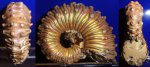 Kosmoceras spinosum 2