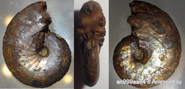 аммониты, юра, Sublunuloceras, Дубки, Ammonites, Jurassic