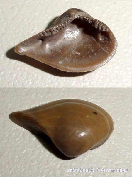 юра, двустворки, Nuculana, Дубки, Саратовская область, Jurassic