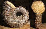 макроконх kosmoceras spinosum