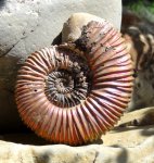 Peltoceras cf arduennense