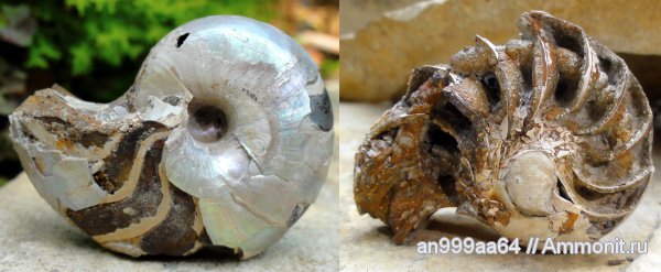 юра, наутилусы, Cenoceras, сифон, Дубки, Саратовская область, Jurassic
