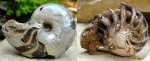 наутилус Сenoceras sp