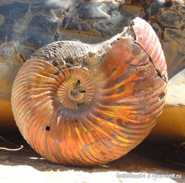 аммониты, Quenstedtoceras, Дубки, Саратовская область, Ammonites