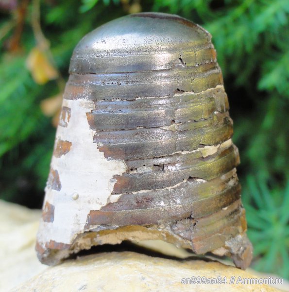 белемниты, юра, келловей, фрагмоконы, Саратовская область, Callovian, Jurassic, Middle Jurassic, belemnites, phragmocones