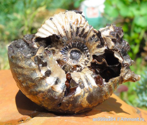 аммониты, юра, нижний келловей, Cadoceras, Cadoceras elatmae, Саратовская область, Ammonites, Jurassic, Lower Callovian