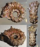 kosmoceras