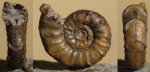 Euaspidoceras