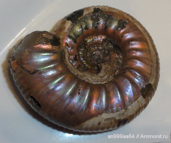 аммониты, юра, серпулы, келловей, Choffatia, Дубки, Serpulidae, Perisphinctidae, Ammonites, Wrinkle layer, Grossouvria, Grossouvria subtilis, Supracephalic attachment area, Callovian, Jurassic, Middle Jurassic