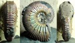 Kosmoceras duncani