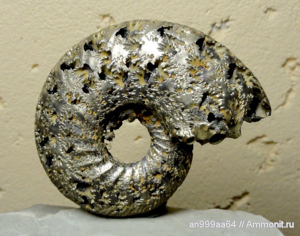 аммониты, юра, келловей, Quenstedtoceras, Quenstedtoceras lamberti, Дубки, Ammonites, лопастные линии, Callovian, Jurassic, Middle Jurassic