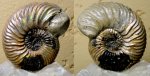 Vertumniceras mariae