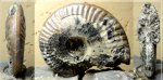 Sublunuloceras сf discoides