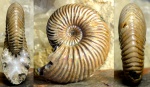 Quenstedtoceras cf henrici