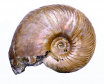 макроконх Quenstedtoceras lamberti