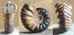 Vertumniceras angulatum