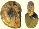 Parahoplites sp