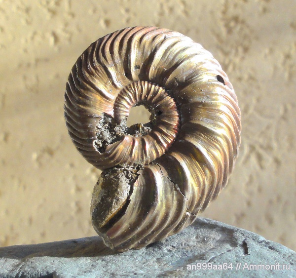 аммониты, юра, келловей, Quenstedtoceras, Дубки, Ammonites, Quenstedtoceras flexicostatum, Callovian, Jurassic, Middle Jurassic