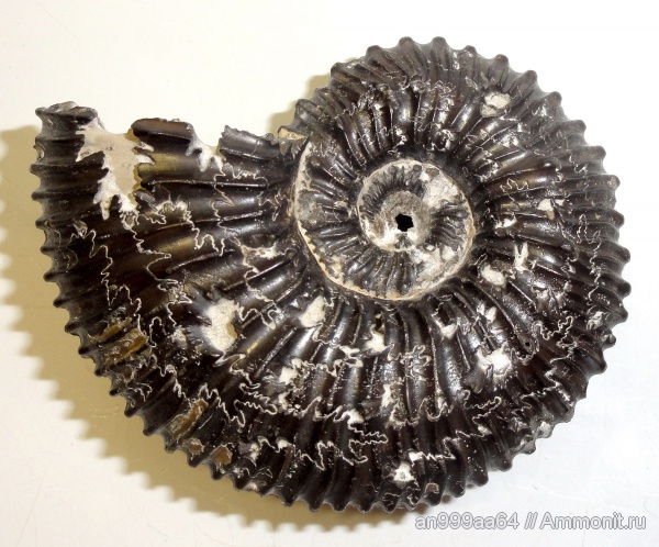 аммониты, Kosmoceras, Дубки, Ammonites, лопастные линии, Kosmoceras duncani