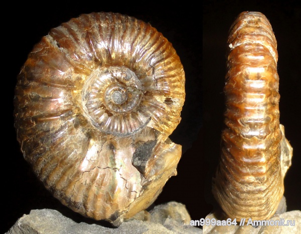 аммониты, мел, апт, Ammonites, Hypacanthoplites, Aptian, Cretaceous