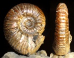 hypacanthoplites sp