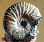 Acanthohoplites sp