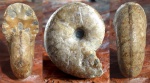 Salfeldiella guettardi