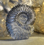 Deshayesites sp