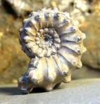 Kosmoceras
