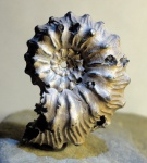 Kosmoceras