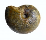 Kosmoceras enodatum