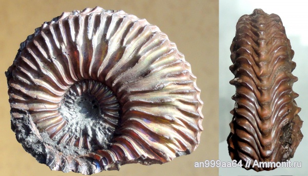 аммониты, Cardioceras, оксфорд, Cardioceras quadrarium, Cardioceratidae, Ammonites, Cardioceratinae, Oxfordian, Vertebriceras quadrarium