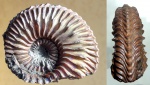 Cardioceras quadrarium