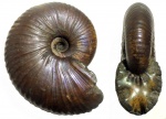 Funiferites patruus