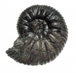 Virgatites pallasianus