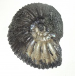 Virgatites pallasianus