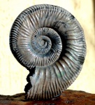 Binatisphinctes