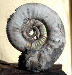 Binatisphinctes