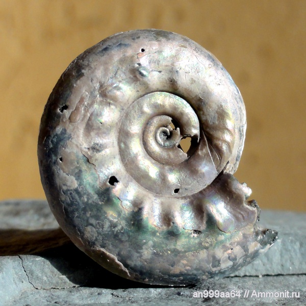 аммониты, юра, Brightia, Ammonites, Jurassic