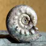 Brightia