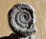 dactylioceras sp