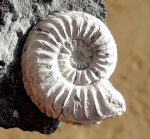 pleuroceras aperunum
