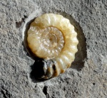 promicroceras planicosta