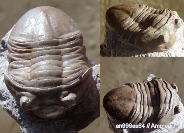 трилобиты, Asaphus, Asaphus plautini