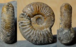 Neosilesites sp.